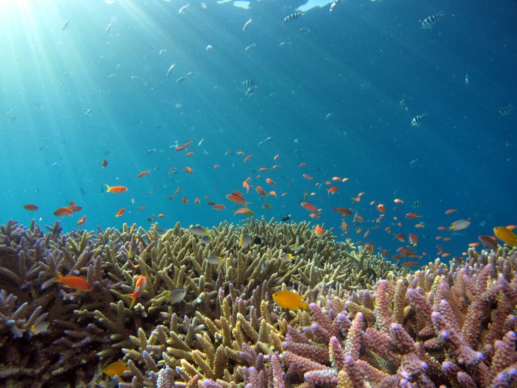 yellow submarine tour on maui